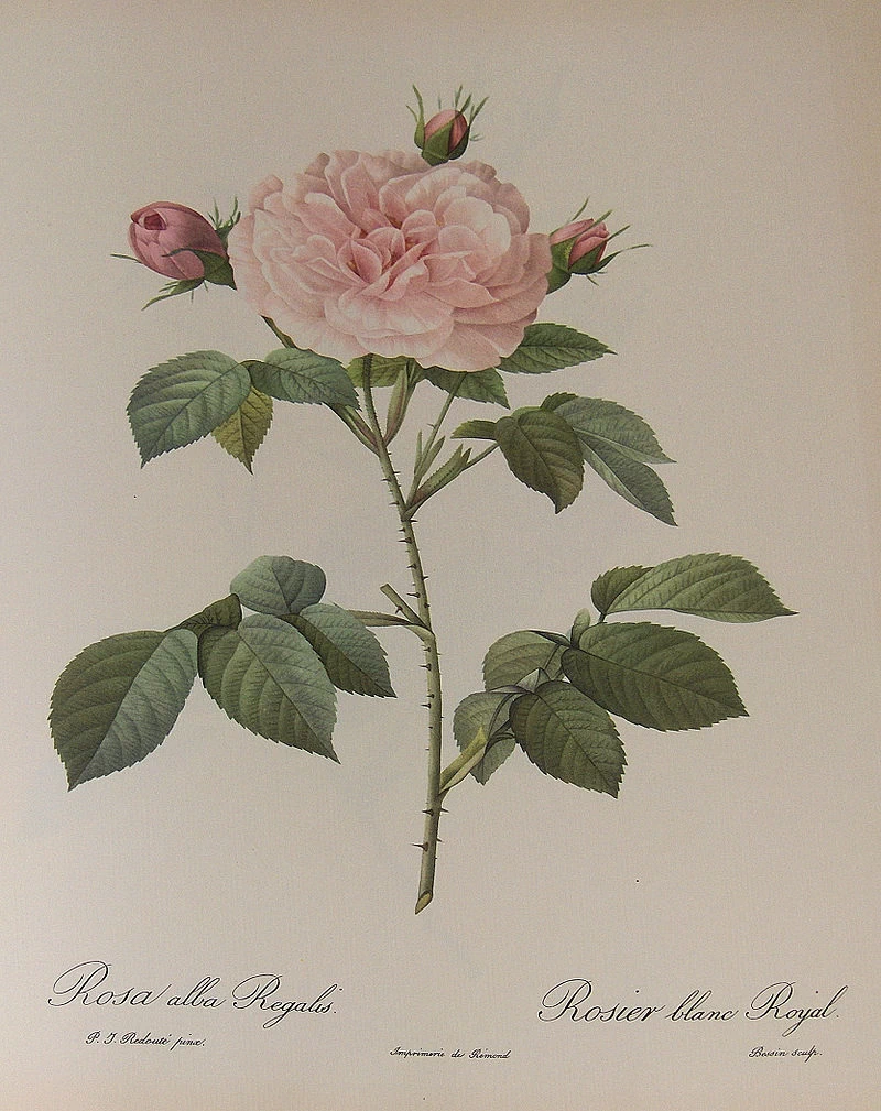 Rosa alba Regalis